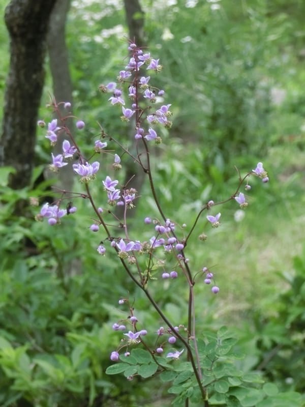 庭に咲く花ー紫金唐松 シキンカラマツ 森の人さんの日記 趣味人倶楽部 しゅみーとくらぶ
