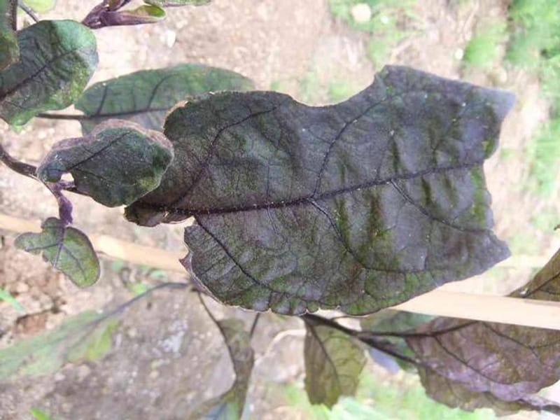 茄子 病気 葉 新芽の症状 症状から探す 病害虫ナビ