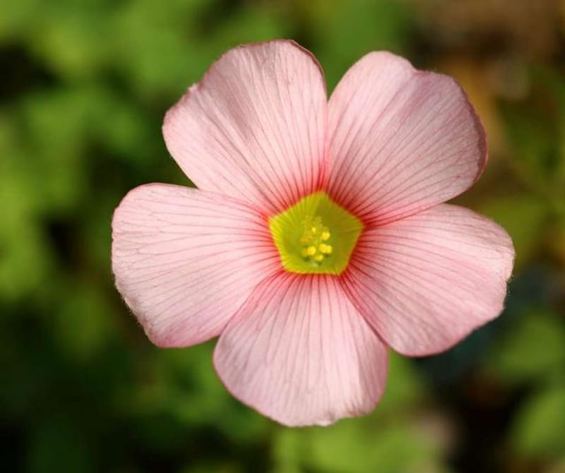 花の名前を教えてください ３月に咲く ピンクの草花 趣味人倶楽部 しゅみーとくらぶ