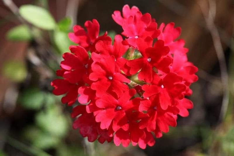 背の低い ２０個ほどの赤い花が円になって咲く 趣味人倶楽部 しゅみーとくらぶ